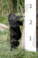 FEATURE - Zu süss: das jährliche Wägen der Zootiere in London
