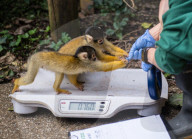 FEATURE - Zu süss: das jährliche Wägen der Zootiere in London