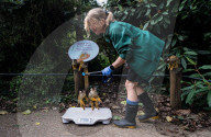 FEATURE - Zu süss: das jährliche Wägen der Zootiere in London