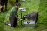 FEATURE - Zu süss: das jährliche Wägen der Zootiere in London