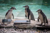FEATURE - Zu süss: das jährliche Wägen der Zootiere in London