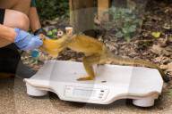 FEATURE - Zu süss: das jährliche Wägen der Zootiere in London