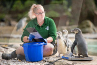FEATURE - Zu süss: das jährliche Wägen der Zootiere in London
