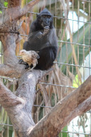 FEATURE - Tierfreundschaft: Affe und Huhn