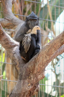 FEATURE - Tierfreundschaft: Affe und Huhn