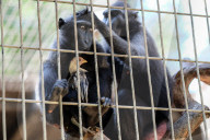 FEATURE - Tierfreundschaft: Affe und Huhn