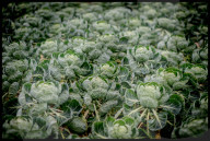 REPORTAGE - Osteuropäische Arbeiter pflücken Rosenkohl