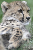 FEATURE - Mutter und Baby Gepard bei der Fellpflege