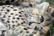 FEATURE - Mutter und Baby Gepard bei der Fellpflege