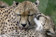 FEATURE - Mutter und Baby Gepard bei der Fellpflege