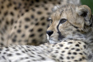 FEATURE - Mutter und Baby Gepard bei der Fellpflege
