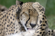 FEATURE - Mutter und Baby Gepard bei der Fellpflege