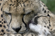 FEATURE - Mutter und Baby Gepard bei der Fellpflege