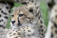 FEATURE - Mutter und Baby Gepard bei der Fellpflege