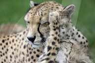 FEATURE - Mutter und Baby Gepard bei der Fellpflege