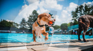 FEATURE - Hundeschwimmen im Freibad