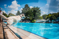 FEATURE - Hundeschwimmen im Freibad