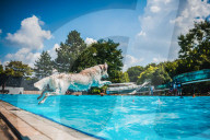 FEATURE - Hundeschwimmen im Freibad