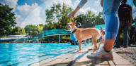 FEATURE - Hundeschwimmen im Freibad