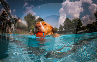 FEATURE - Hundeschwimmen im Freibad