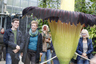 NEWS - Seltenes Naturschauspiel: Eine Titanenwurz Pflanze blüht im Botanischen Garten Bochum