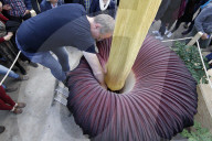 NEWS - Seltenes Naturschauspiel: Eine Titanenwurz Pflanze blüht im Botanischen Garten Bochum