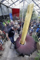 NEWS - Seltenes Naturschauspiel: Eine Titanenwurz Pflanze blüht im Botanischen Garten Bochum
