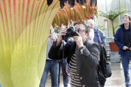 NEWS - Seltenes Naturschauspiel: Eine Titanenwurz Pflanze blüht im Botanischen Garten Bochum
