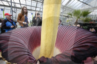 NEWS - Seltenes Naturschauspiel: Eine Titanenwurz Pflanze blüht im Botanischen Garten Bochum