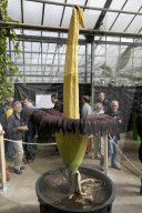 NEWS - Seltenes Naturschauspiel: Eine Titanenwurz Pflanze blüht im Botanischen Garten Bochum