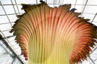 NEWS - Seltenes Naturschauspiel: Eine Titanenwurz Pflanze blüht im Botanischen Garten Bochum