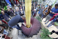 NEWS - Seltenes Naturschauspiel: Eine Titanenwurz Pflanze blüht im Botanischen Garten Bochum