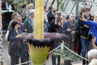 NEWS - Seltenes Naturschauspiel: Eine Titanenwurz Pflanze blüht im Botanischen Garten Bochum