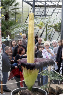 NEWS - Seltenes Naturschauspiel: Eine Titanenwurz Pflanze blüht im Botanischen Garten Bochum