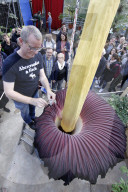 NEWS - Seltenes Naturschauspiel: Eine Titanenwurz Pflanze blüht im Botanischen Garten Bochum