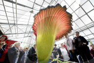 NEWS - Seltenes Naturschauspiel: Eine Titanenwurz Pflanze blüht im Botanischen Garten Bochum