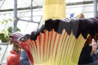 NEWS - Seltenes Naturschauspiel: Eine Titanenwurz Pflanze blüht im Botanischen Garten Bochum