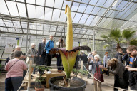 NEWS - Seltenes Naturschauspiel: Eine Titanenwurz Pflanze blüht im Botanischen Garten Bochum