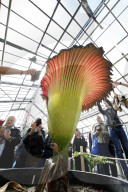 NEWS - Seltenes Naturschauspiel: Eine Titanenwurz Pflanze blüht im Botanischen Garten Bochum