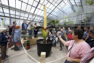 NEWS - Seltenes Naturschauspiel: Eine Titanenwurz Pflanze blüht im Botanischen Garten Bochum