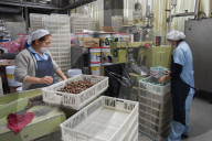 REPORTAGE - Produktion von SÃ¼ssigkeiten in Mexiko