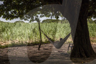 REPORTAGE - 'Bittersweet' Krankheit in Nicaragua