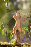 FEATURE - Hier macht das Eichhörnchen den Futter-Spagat