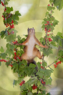FEATURE - Hier macht das Eichhörnchen den Futter-Spagat