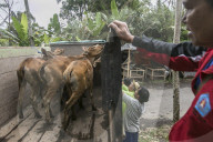 NEWS - Bali: Menschen suchen Schutz vor Vulkan 
