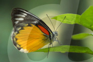 FEATURE - Die Insektenwelt von Bangladesch