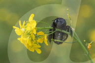 FEATURE - Die Insektenwelt von Bangladesch