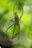 FEATURE - Die Insektenwelt von Bangladesch