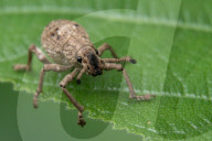 FEATURE - Die Insektenwelt von Bangladesch