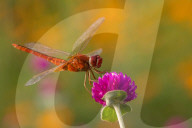 FEATURE - Die Insektenwelt von Bangladesch
